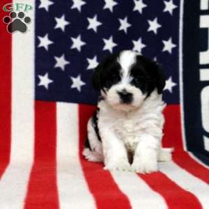 Jersey, Morkie-Poo Puppy